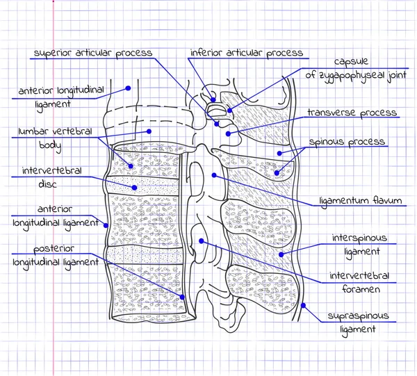 Ilustración de la estructura de la columna vertebral humana — Vector de stock