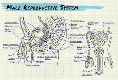 İnsan erkek üreme organları diyagramı