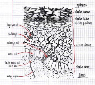 insan epidermis yapısını çizim