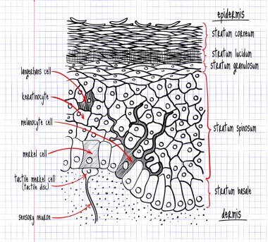 drawing of the structure of the human epidermis clipart