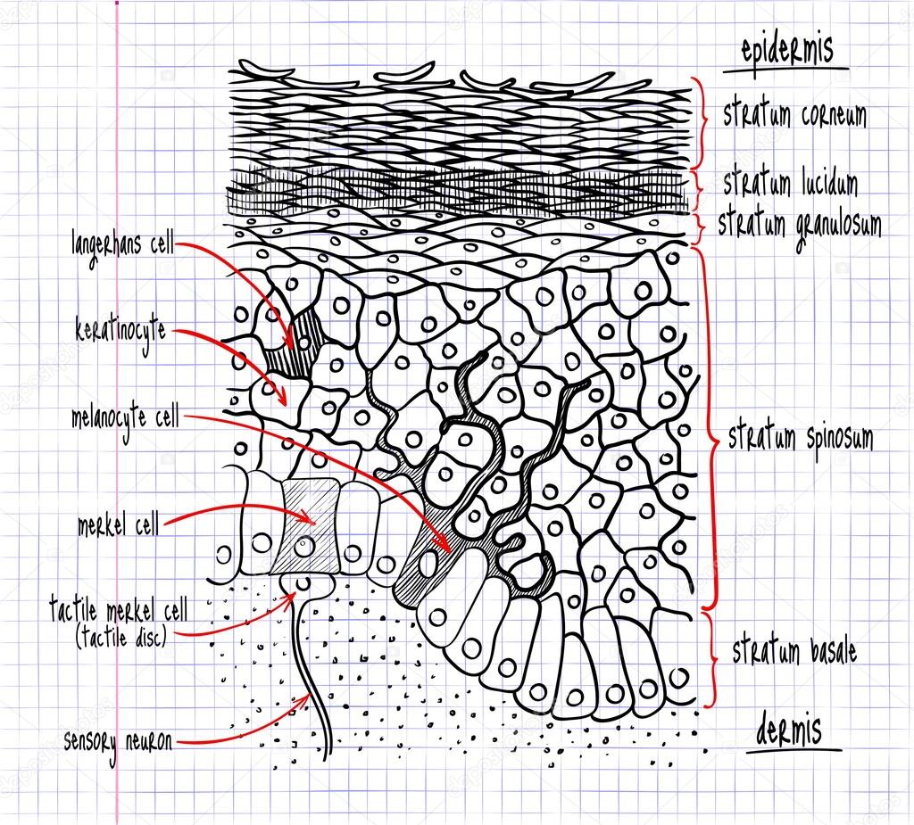 Epidermis drawing Drawing of the structure of the human epidermis