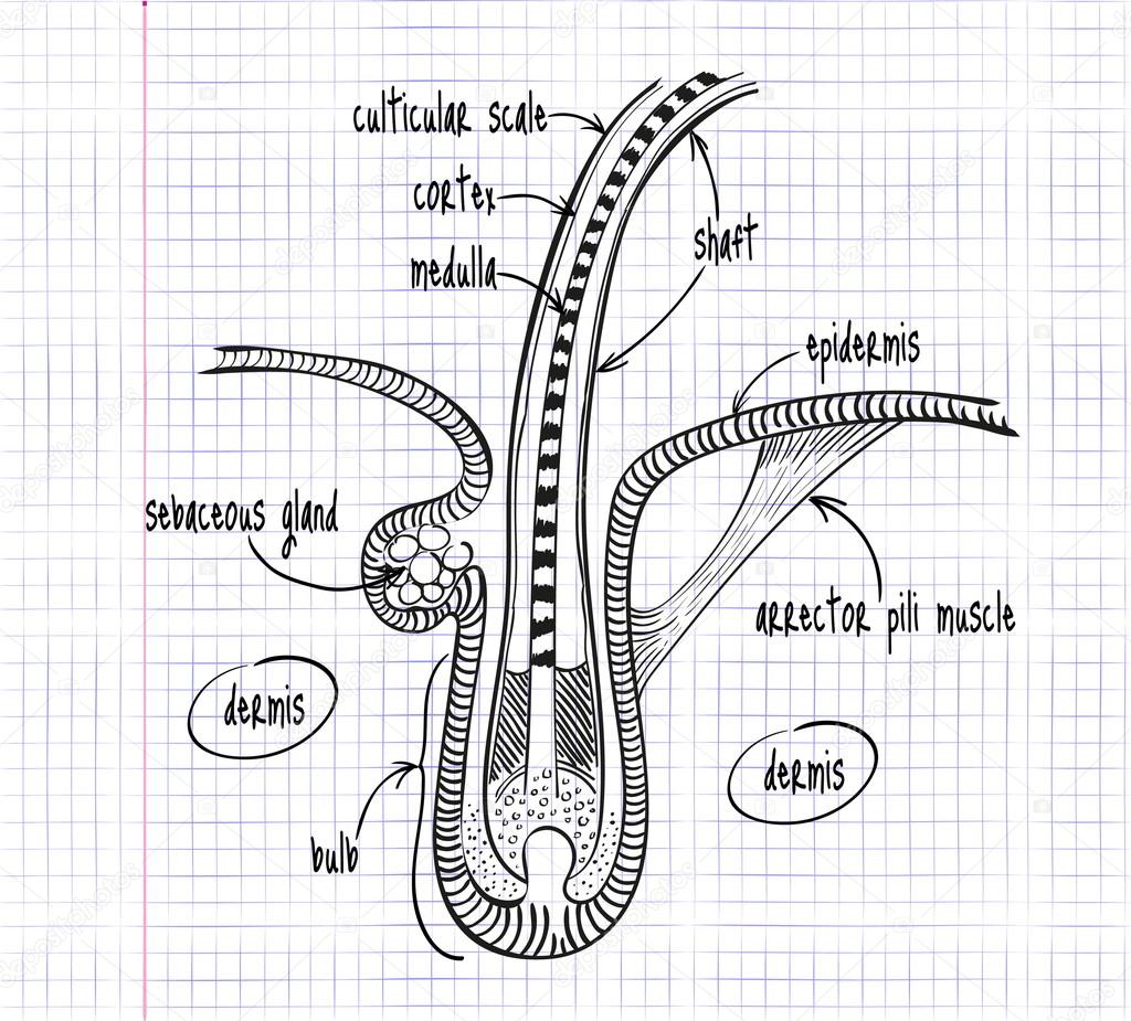 human hair structure