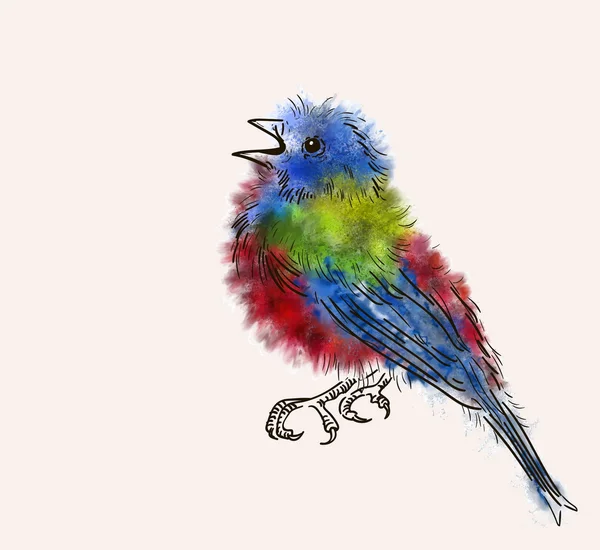 Desenho emberizidae Cardeal cores pintadas —  Vetores de Stock