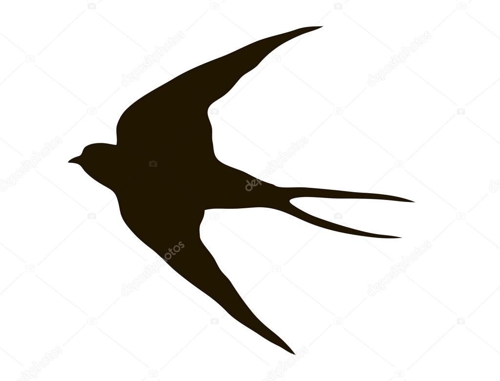 drawing silhouette flying swallows