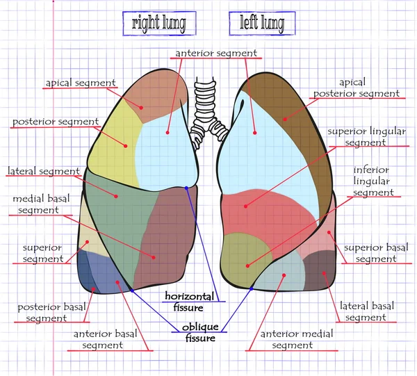 Secção de desenho do pulmão humano — Vetor de Stock