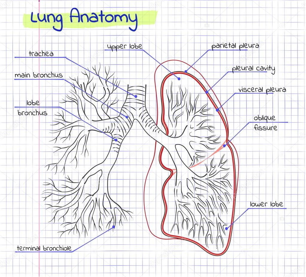 Rysunek Anatomii Człowieka Płuc Grafika Wektorowa