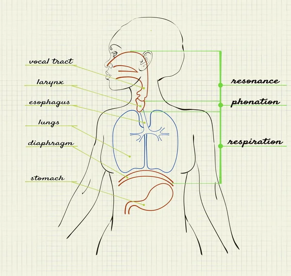 Dibujo de la cabeza humana en la hoja del cuaderno — Vector de stock