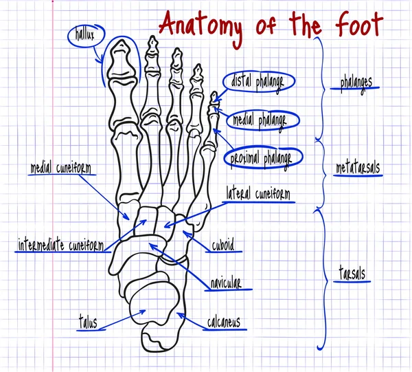 Drawing of the human foot bones — Stock Vector