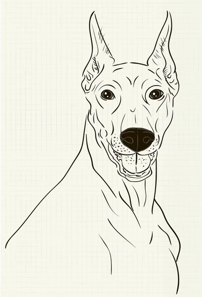 Doberman dibujo de tinta en hoja de cuaderno — Archivo Imágenes Vectoriales