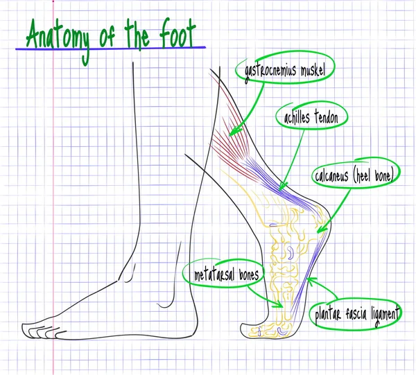 Dibujo de la anatomía del lado del pie humano — Vector de stock