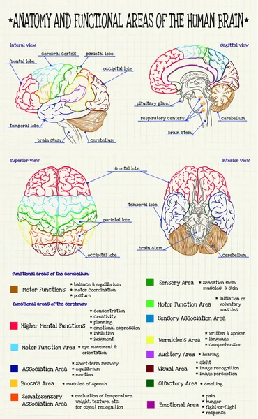 Anatomy of the human brain — Stock Vector