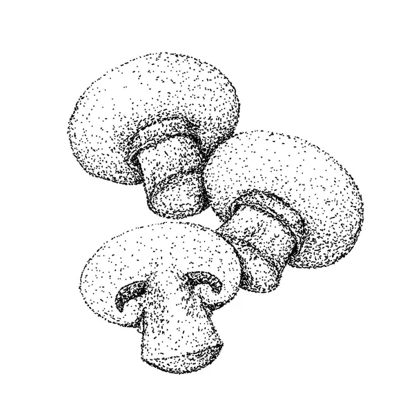 Champignon paddestoelen — Stockvector