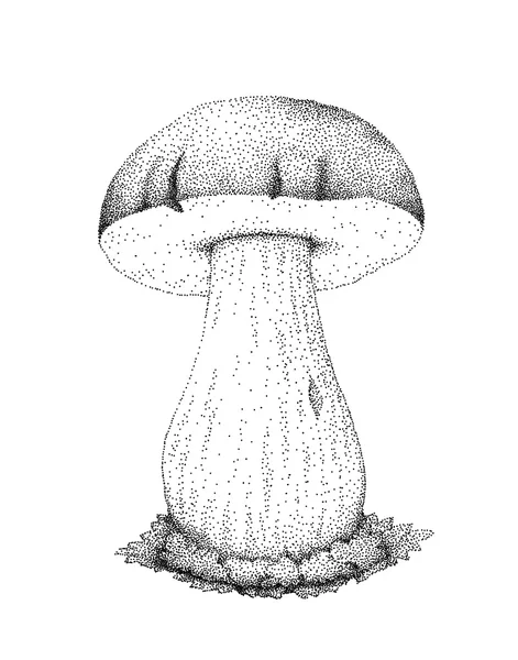 Boletus edulis cogumelo —  Vetores de Stock