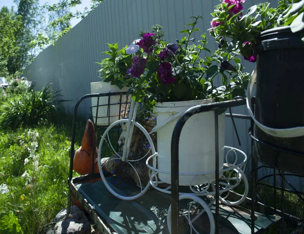 Rower Kwiaty Ogrodzie — Zdjęcie stockowe