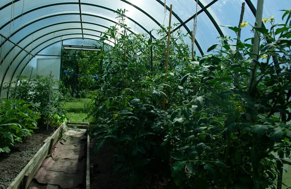 Greenhouse Plants Greenhouse — Fotografia de Stock