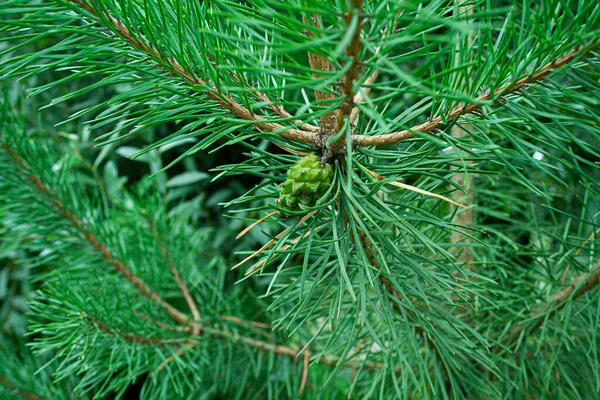 Natura Wsi Lecie — Zdjęcie stockowe