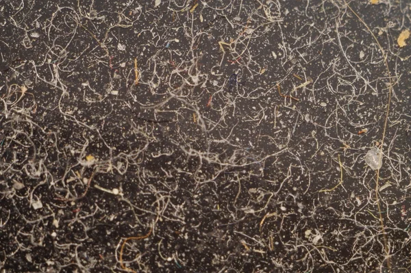 Makro ev kir daire gösterir