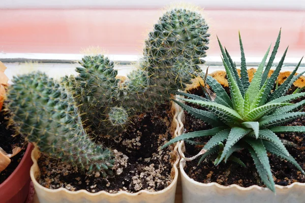 Sağ ve sol - bir kaktüs etli bitki.