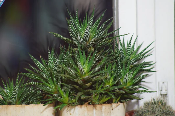 Succulent plant "Gasteria", plastic pot on a window sill windows, night. Royalty Free Stock Photos