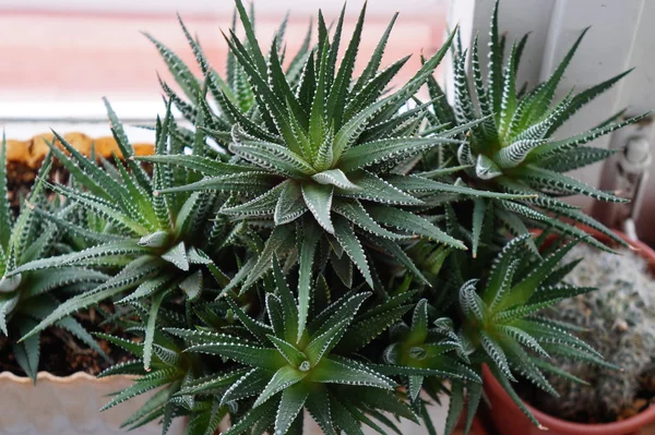 Succulent plant "Gasteria", plastic pot on a window sill windows, day. Stock Image