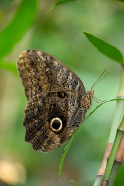 Güney Amerika 'da bir parkta baykuş kelebeği.