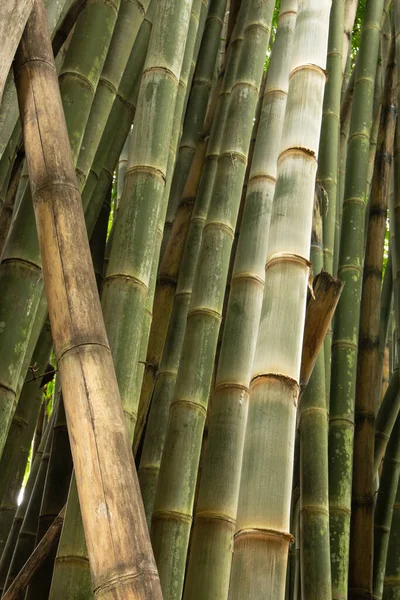 Bamboo Forest Park Southeastern Brazil — Stock Photo, Image