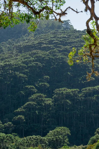Altitude Rainforest Minas Gerais Brazil — Stock Photo, Image