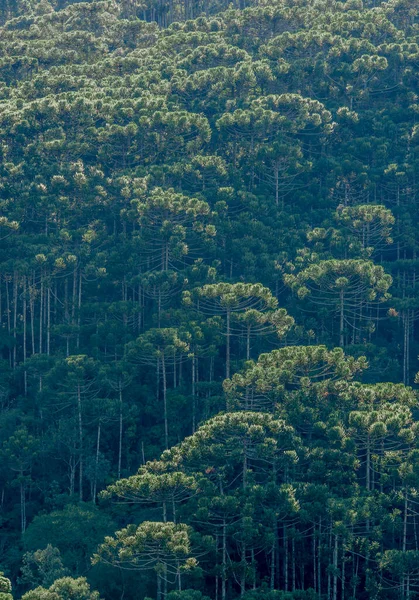 Selva Tropical Altura Minas Gerais Brasil — Foto de Stock