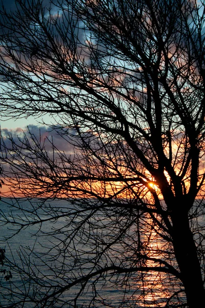 Sunset Prata River Branches Tree — Stock Photo, Image