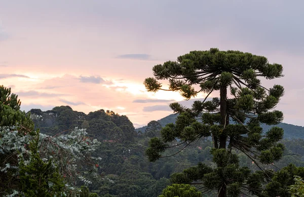 Pinos Atardecer Las Montañas Del Sureste Brasil — Foto de Stock