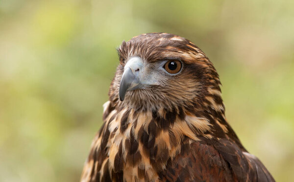 Tile wing hawk portrait. Bird of prey head.