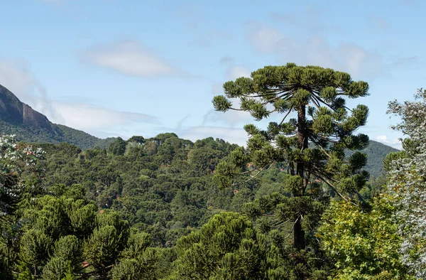 Pinos Una Selva Tropical Altitud Minas Gerais Brasil — Foto de Stock