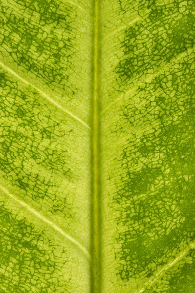 Closeup of green leaf veins and structures.