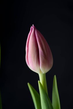 Siyah arkaplanda üç pembe lale var..