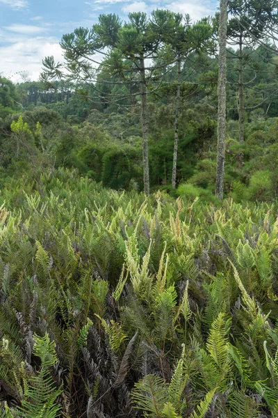 Plants Rainforest Southeastern Brazil — Stock Photo, Image