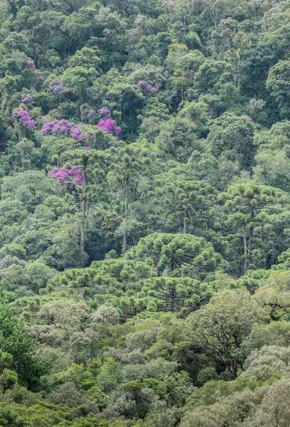 Araucarias Rainforest Colorful Flowers Brazil — Stock Photo, Image