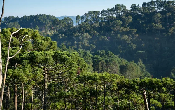 Araucarias Una Selva Tropical Sureste Brasil — Foto de Stock