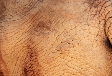 Engebeli fil derisine yakın çekim.