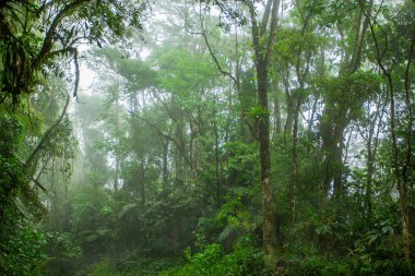 Sisli bir günde yağmur ormanları.