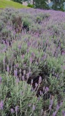 Güneydoğu Brezilya 'daki lavanta çiçekleri tarlası