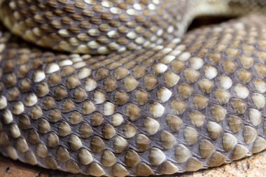 Ölçek detaylarını gösteren yılan yakın plan.