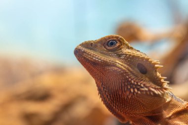 Kertenkele kafası dikenleri gösterir.