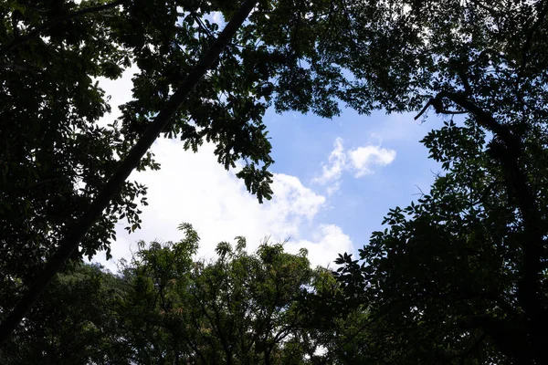 Mavi gökyüzünün önündeki yüksek dalları gösteren ağaç detayları.