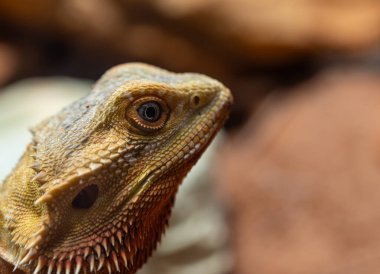 Kertenkele kafası dikenleri gösterir.