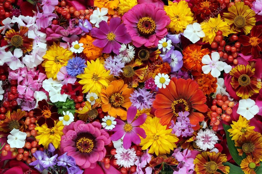 Background of garden flowers and berries, top view. \u2014 Stock