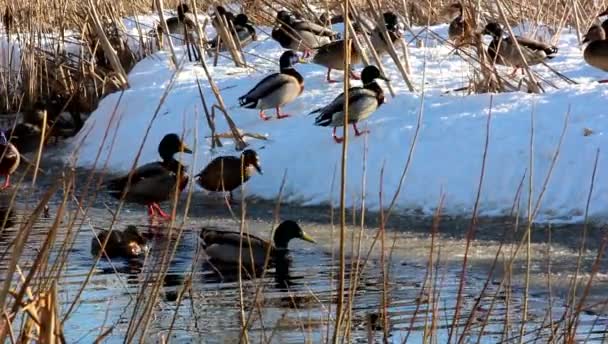 Canards sauvages, hivernant sur les rives d'un ruisseau, attrapent et mangent le pain . — Video