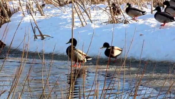 Canards sauvages, hivernant sur les rives d'un ruisseau, attrapent et mangent le pain . — Video