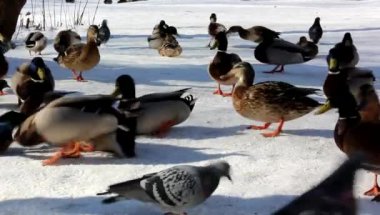 Ördek ve güvercin winter Park, yakalamak ekmek.