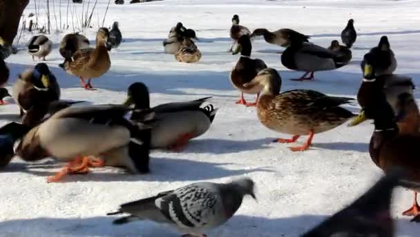 Eenden en duiven in winter Park, vangen het brood. — Stockvideo