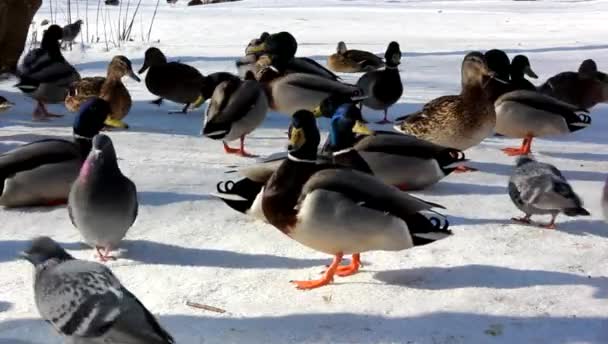 Ördek ve güvercin winter Park, yakalamak ekmek. — Stok video